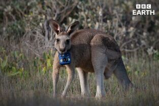 Animales con cámaras. Animales con cámaras: Australia