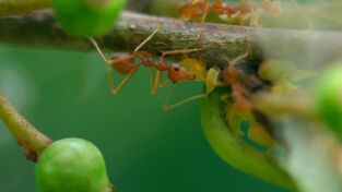 Raros y salvajes. Raros y salvajes: En busca del amor