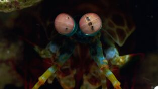 Raros y salvajes. Raros y salvajes: Juegos de depredadores