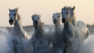 Raros y salvajes. Raros y salvajes: Las desgracias de los mutantes