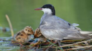 Maravillas secretas de Europa. Maravillas secretas de...: Iberia