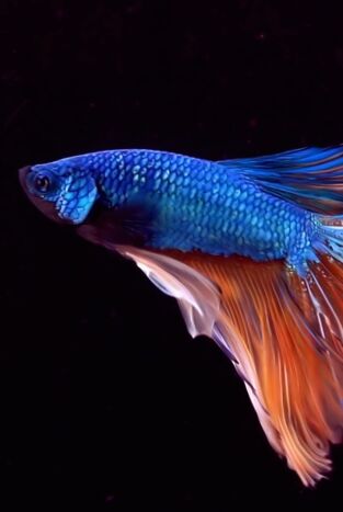 Raros y salvajes. Raros y salvajes: Asesinos escurridizos