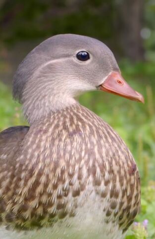 Maravillas secretas de Europa. Maravillas secretas de...: Grecia