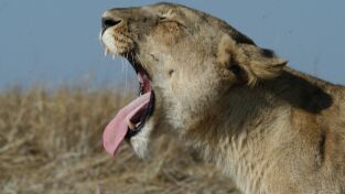 Malika: la reina leona. Malika: la reina leona: Vigilando la manada