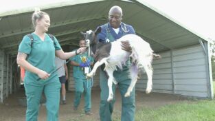 Critter fixers: Veterinarios rurales. Critter fixers:...: Saluda al conejito