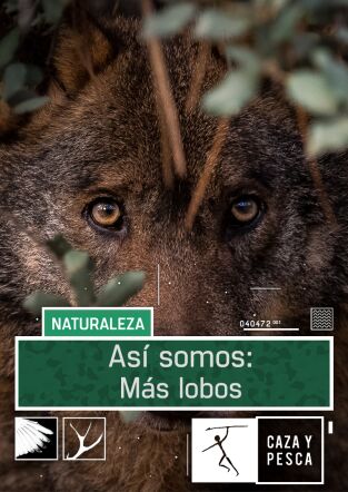 Así somos. T(T1). Así somos (T1): Más lobos