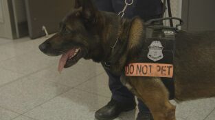 Control de aeropuertos: USA. Control de...: Droga en una cuerda