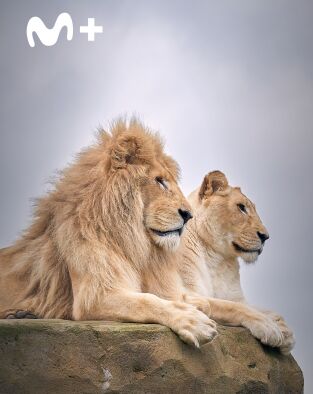 One Zoo Three. One Zoo Three: Parejas perfectas