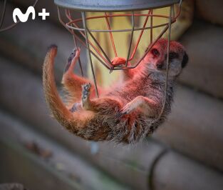 One Zoo Three. One Zoo Three: Leyendas del zoo