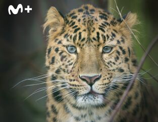 One Zoo Three. One Zoo Three: Animales alfa