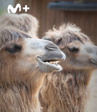 One Zoo Three. One Zoo Three: Visita al veterinario