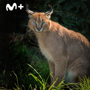 One Zoo Three. One Zoo Three: Legados familiares