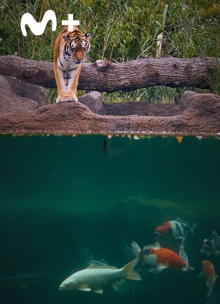 One Zoo Three. One Zoo Three: Día de calor
