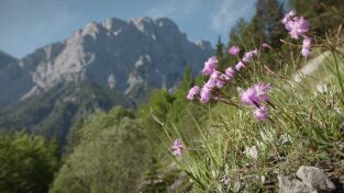 El patrimonio natural de Austria. El patrimonio natural...: Los orígenes