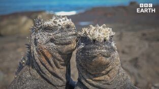 Espiando en el océano. Espiando en el océano: Relaciones