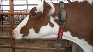 El increíble doctor Pol. El increíble doctor Pol: Una semana emocionante