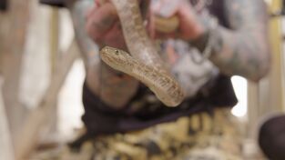 Serpientes en la ciudad. Serpientes en la ciudad: Krait mortal