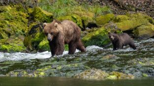 La increíble migración animal. La increíble migración...: La carrera fluvial de Alaska