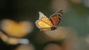 La increíble migración animal. La increíble migración...: Voladores habituales