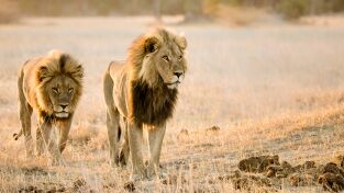 Savage Kingdom. Savage Kingdom: Madre de leones