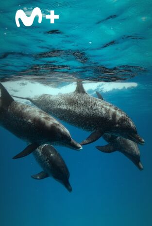 Ballenas con Steve Backshall. Ballenas con Steve...: Las ballenas y nosotros