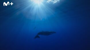 Ballenas con Steve Backshall. Ballenas con Steve...: Viajeras