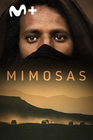 Mimosas