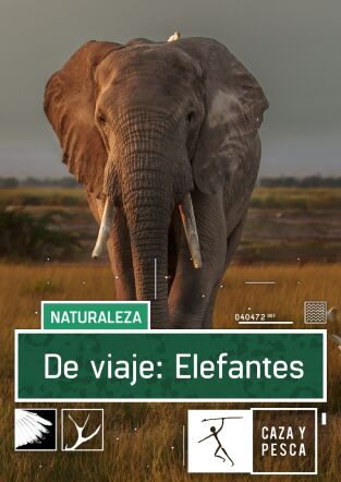 De viaje: Elefantes