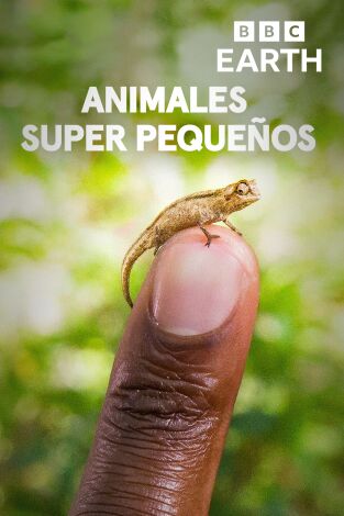 Animales súper pequeños