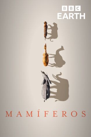Mamíferos. Mamíferos 