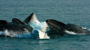 Los más letales de Alaska. Los más letales de Alaska: El reino de la ballena asesina