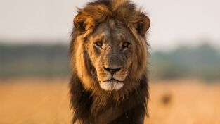 Predador vs. presa. Predador vs. presa: Leones