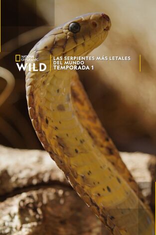 Las serpientes más letales del mundo. Las serpientes más letales del mundo 