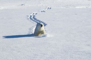 Mamíferos. Mamíferos: En el frío