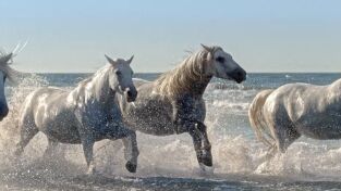 Mediterráneo salvaje. Mediterráneo salvaje: Costas indómitas