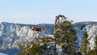 Lugares salvajes de Europa. Lugares salvajes de...: El poder del invierno