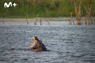 Hipopótamos y cocodrilos con Steve Backshall. Hipopótamos y...: Hipopótamos con Steve Backshall I