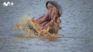 Hipopótamos y cocodrilos con Steve Backshall. Hipopótamos y...: Hipopótamos con Steve Backshall II