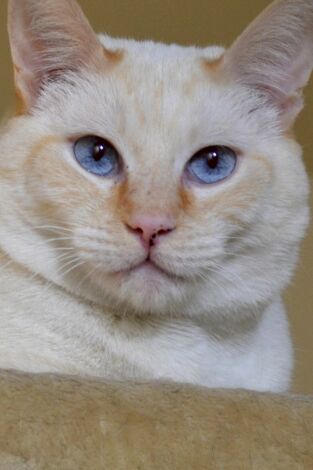 El encantador de gatos. T(T4). El encantador de... (T4): Sordo, mudo y mordedor