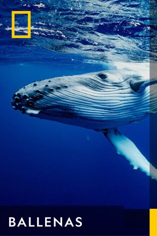 Ballenas. Ballenas: El reino de la ballena asesina