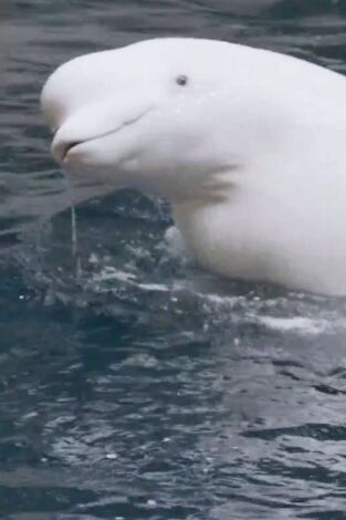 The Aquarium. T(T2). The Aquarium (T2): Grande, ande o no ande