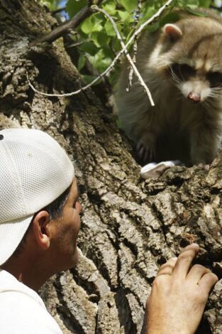 Wild Frank en California. Wild Frank en California: Ep.6