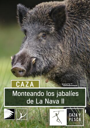 Monteando los jabalies de La Nava. 2º Parte