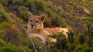 Grandes Felinos. Grandes Felinos: La puma