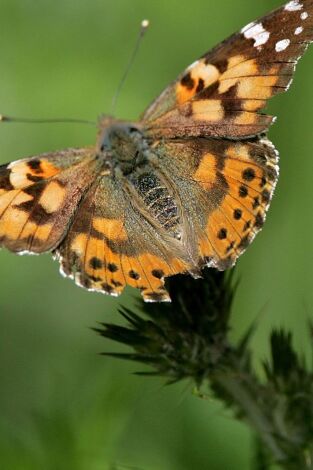 ¿Cómo lo hacen? Mundo animal. ¿Cómo lo hacen? Mundo...: Gatos acrobáticos y alas de mariposa