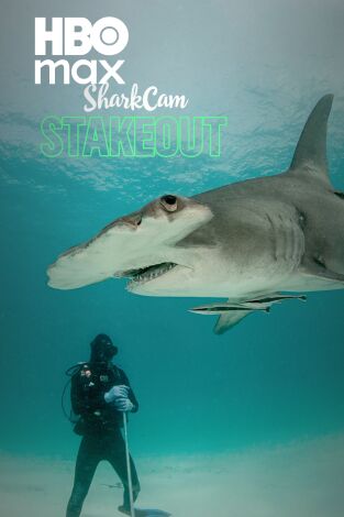 Tiburones de las Bahamas