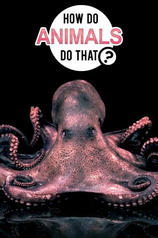 ¿Cómo lo hacen? Mundo animal. ¿Cómo lo hacen? Mundo...: La transformación secreta
