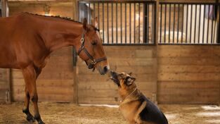 Hudson & Rex. T(T6). Hudson & Rex (T6): Ep.11 Entre perros y caballos