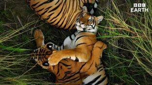 Asia. Asia: Las selvas