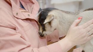 Veterinarios de Nebraska. T(T2). Veterinarios de... (T2): Tienes un amigo en mí